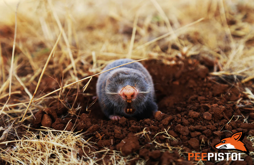 Natural Pest Control for Your Lawn and Garden